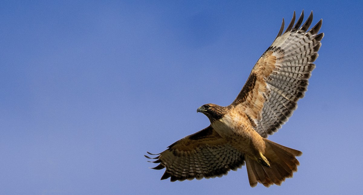 Red-tailed Hawk - ML609485287