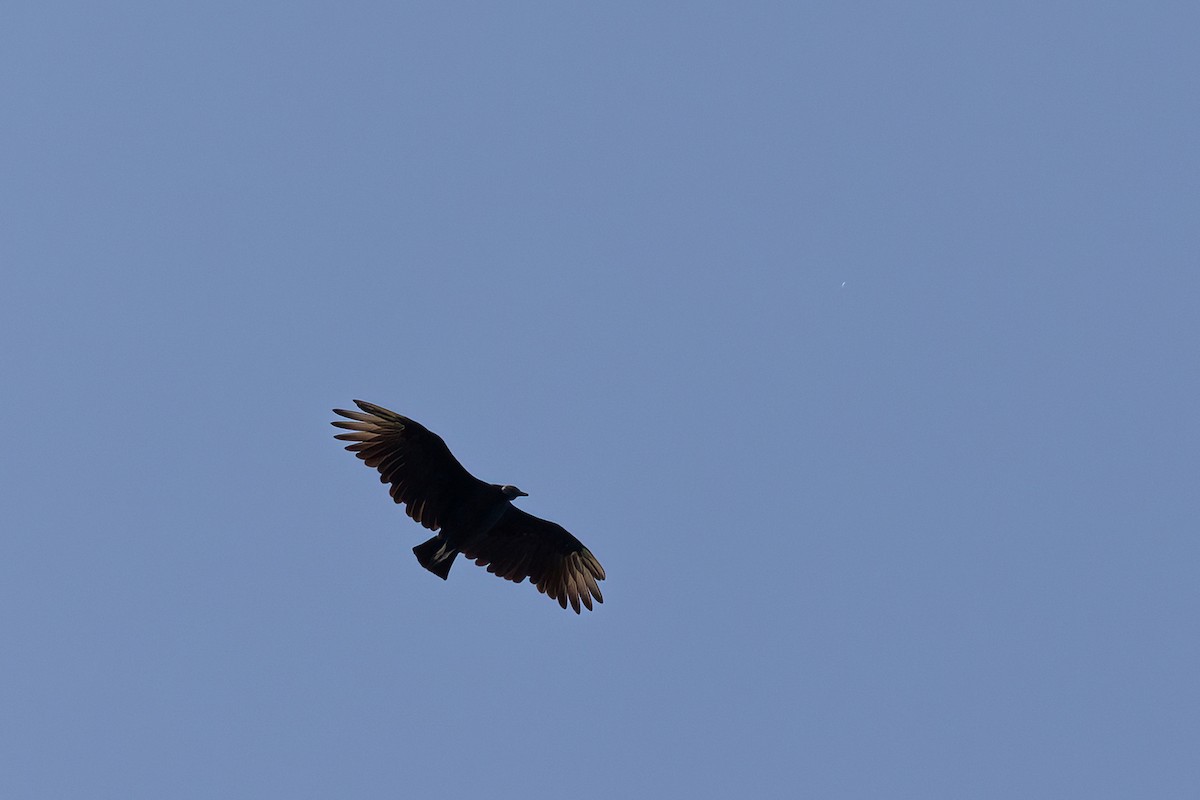 Black Vulture - ML609485504