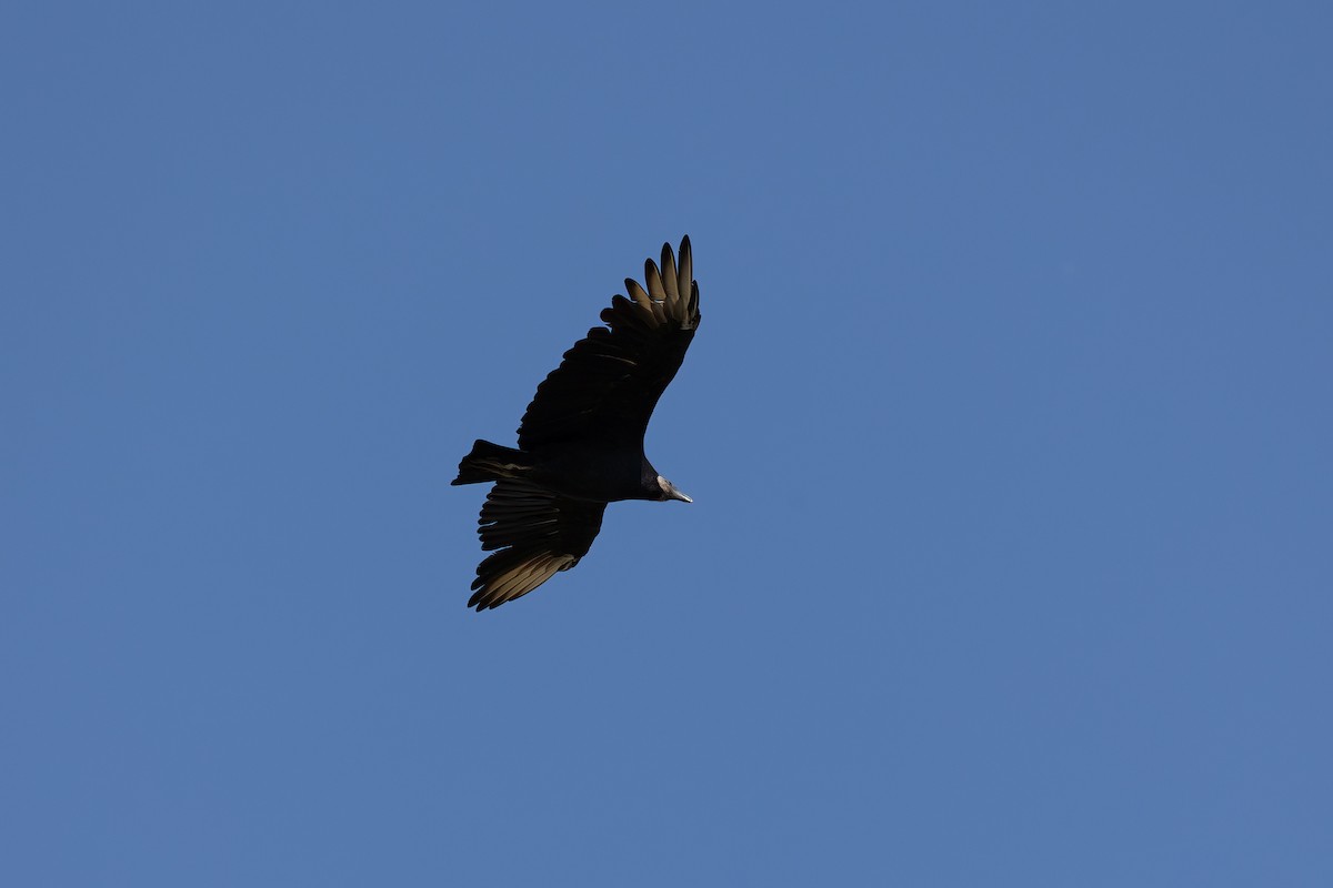 Black Vulture - ML609485505