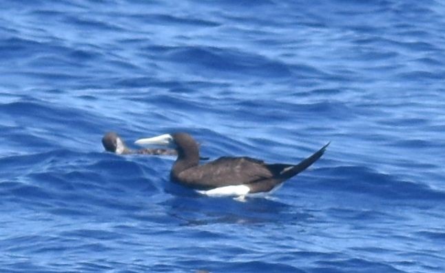Brown Booby - ML609485684