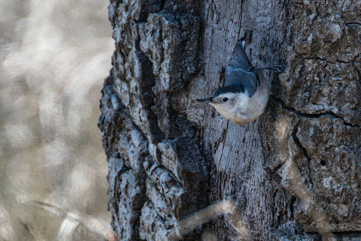 White-breasted Nuthatch - ML609485695