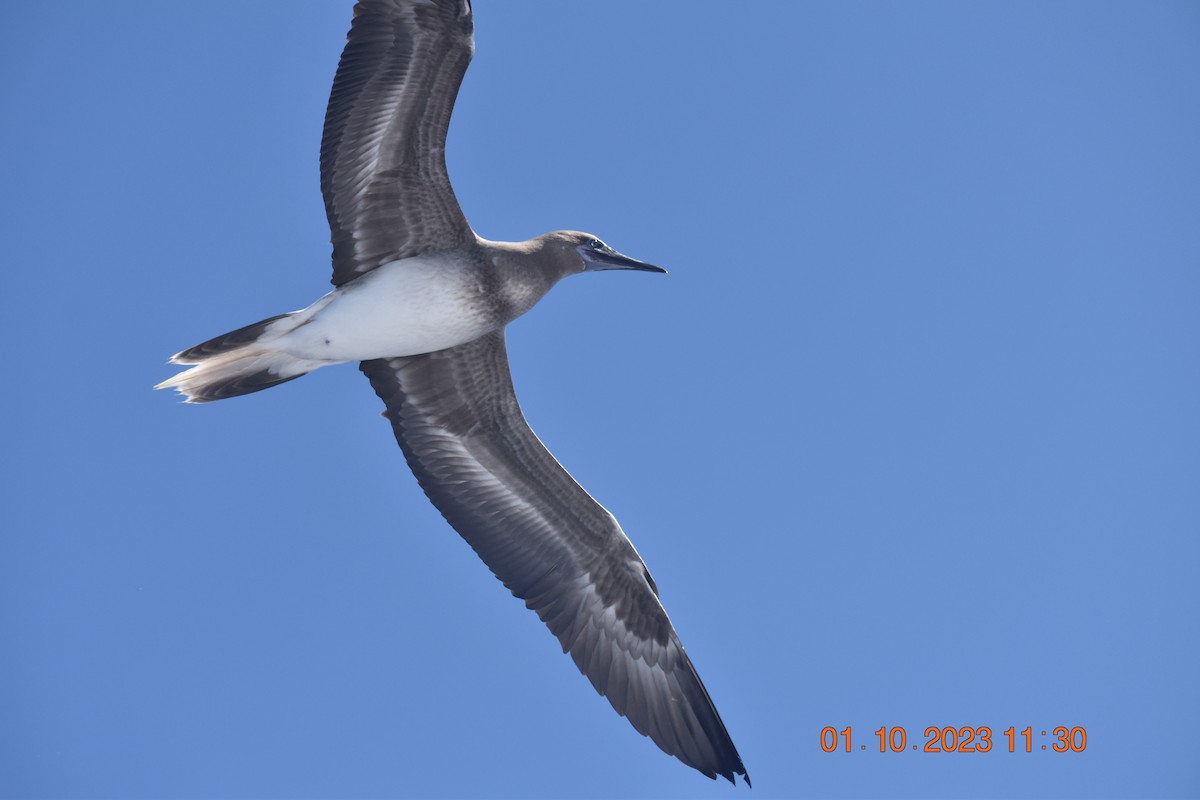 Red-footed Booby - ML609485867