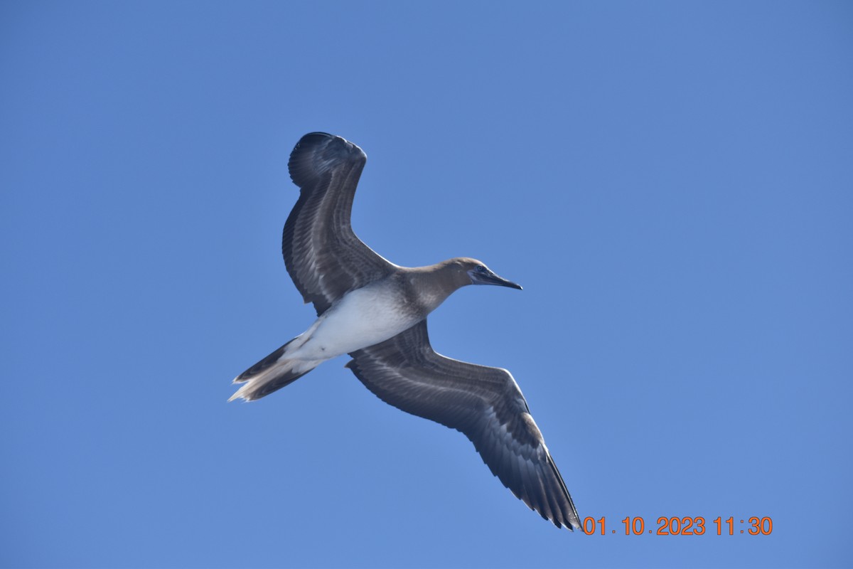 Red-footed Booby - ML609485868