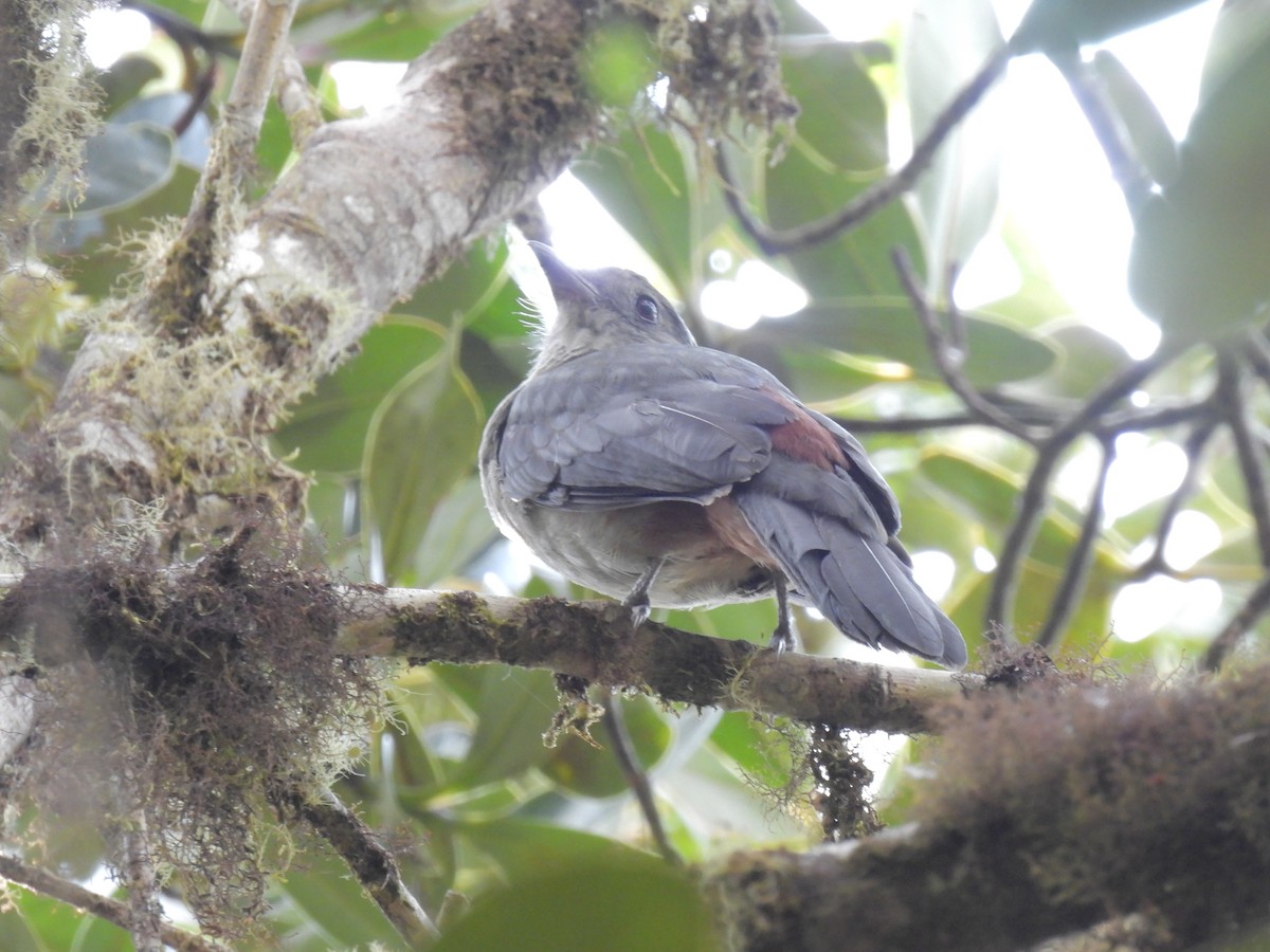 Scimitar-winged Piha - ML609486001