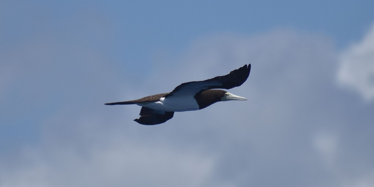 Brown Booby - ML609486222