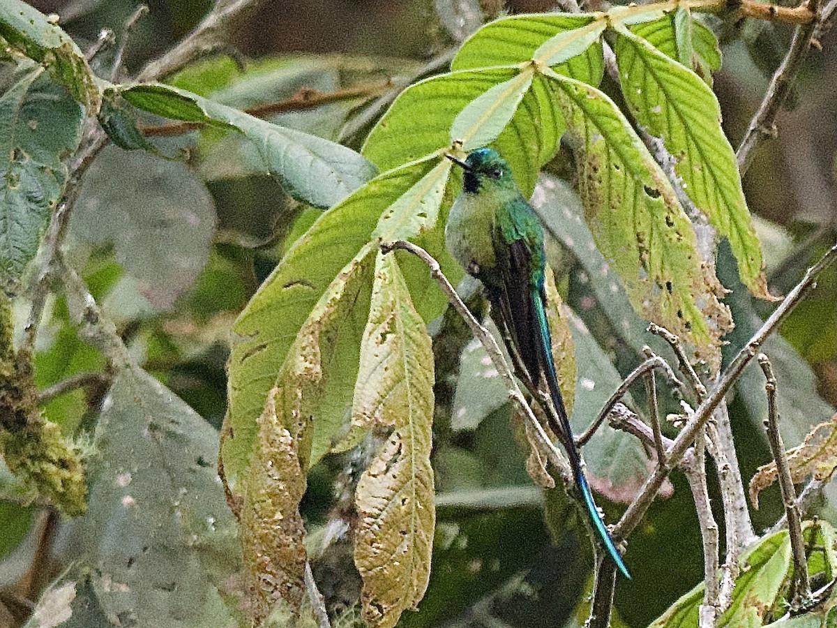 Long-tailed Sylph - ML609486497