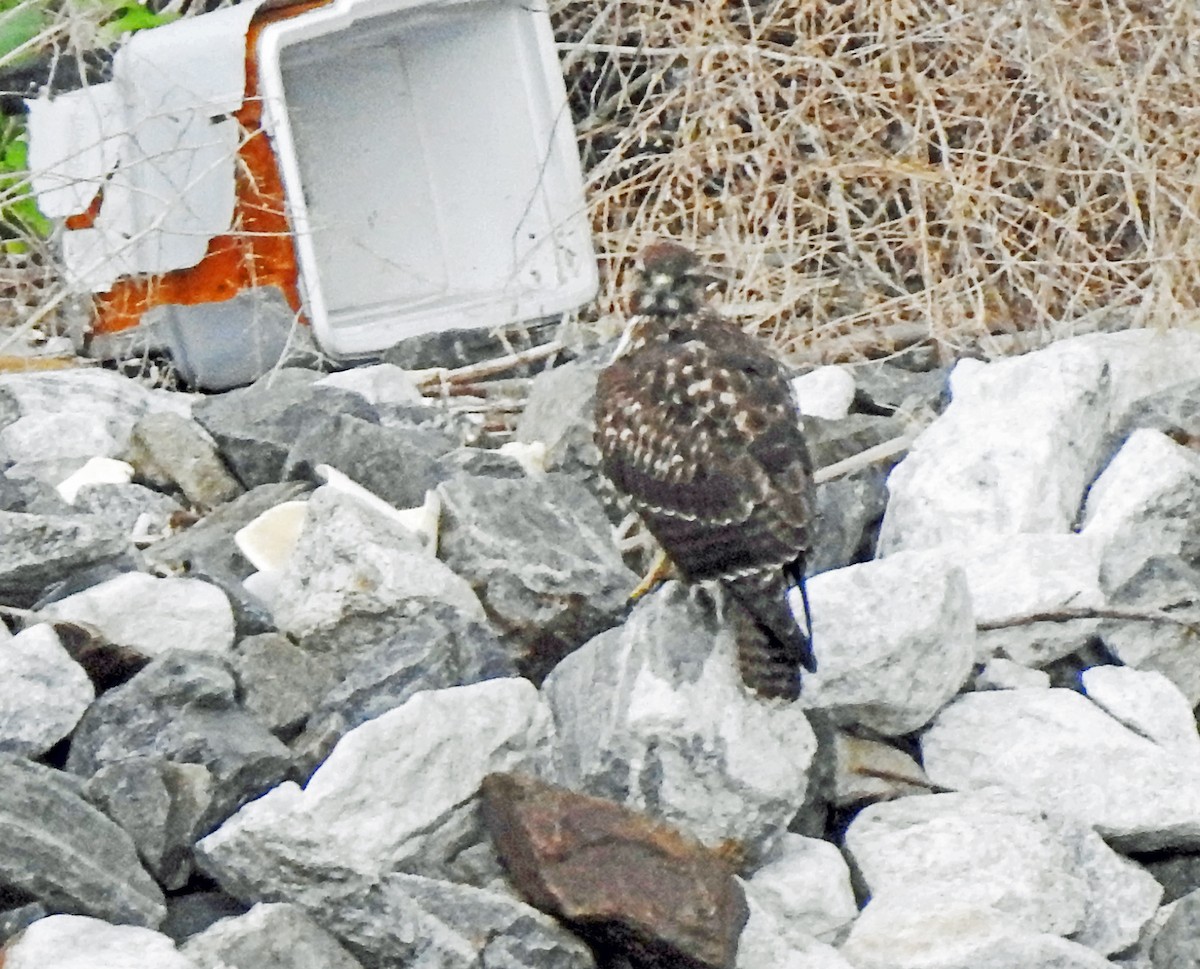Red-shouldered Hawk - ML609486591