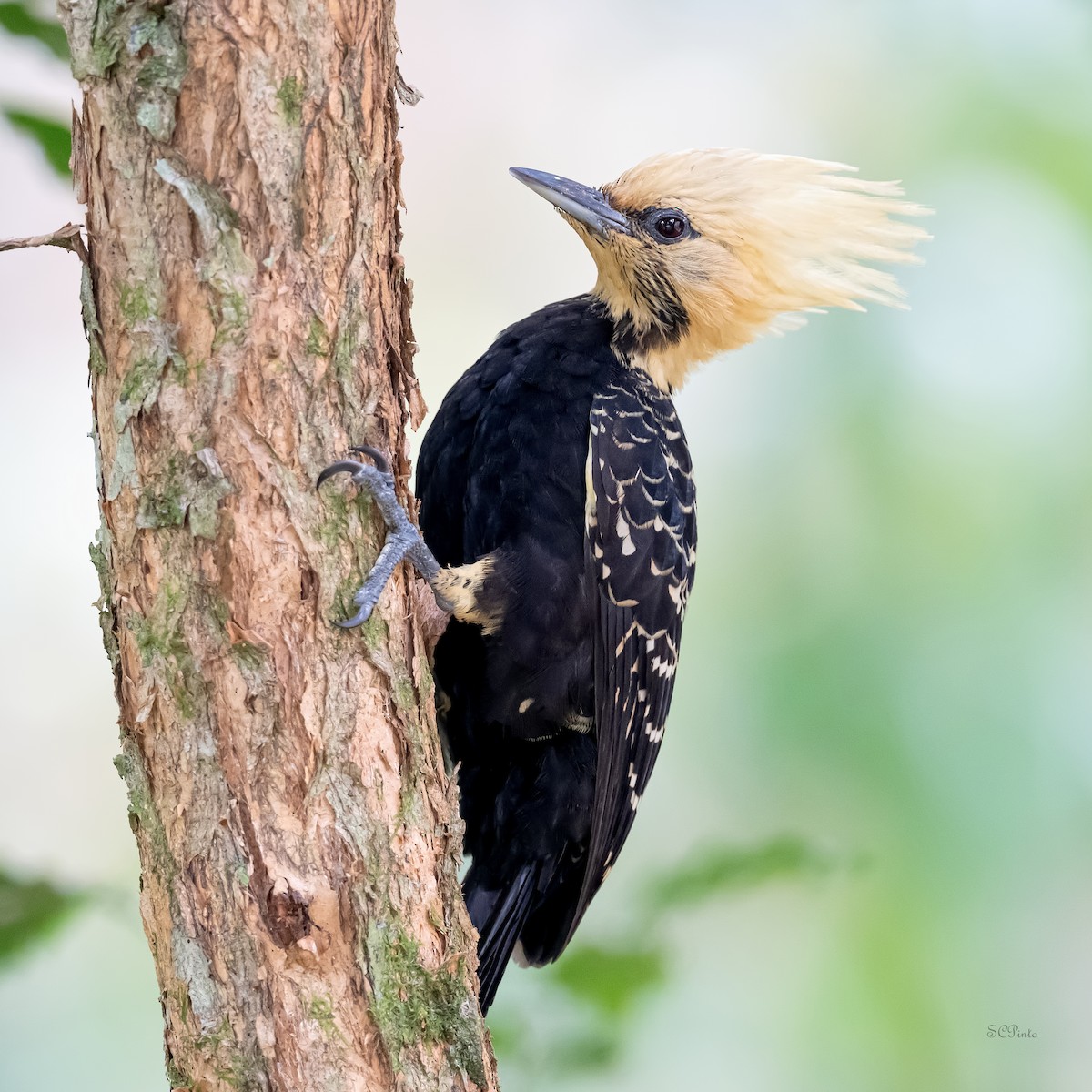Blond-crested Woodpecker - ML609486595