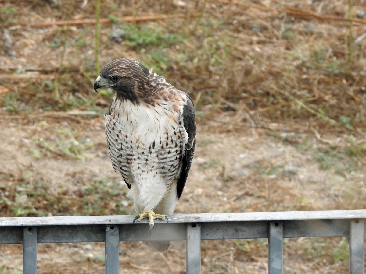 Red-tailed Hawk - ML609486600