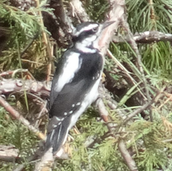 Hairy Woodpecker - ML609486872