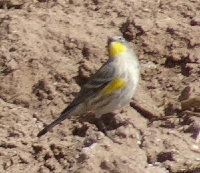 Yellow-rumped Warbler (Audubon's) - ML609486875