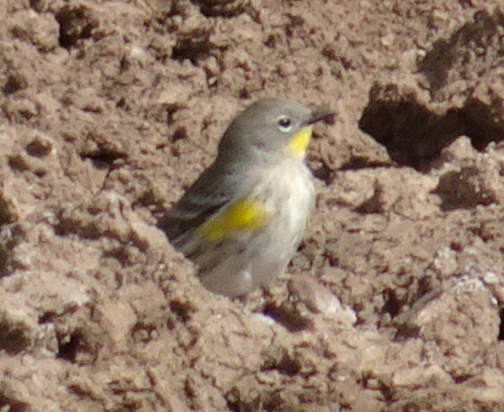 Yellow-rumped Warbler (Audubon's) - ML609486877