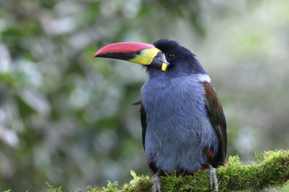 Gray-breasted Mountain-Toucan - ML609486933