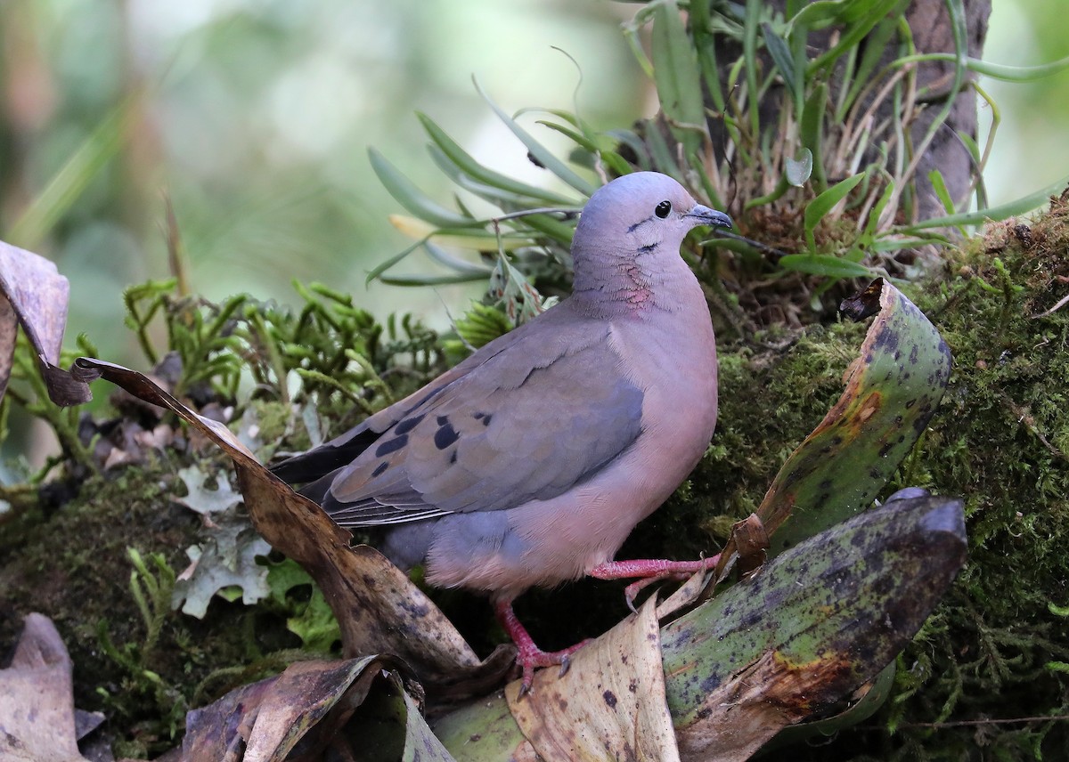 Eared Dove - ML609486952