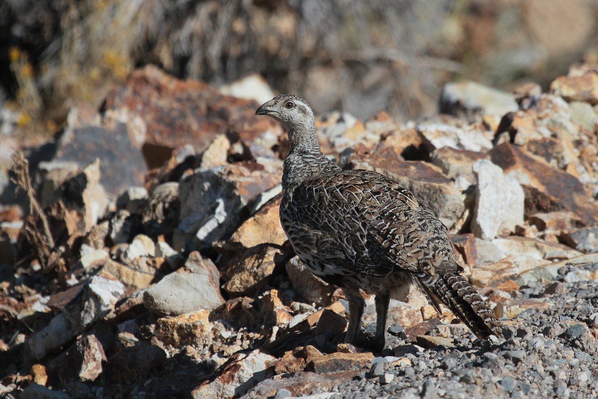 Greater Sage-Grouse - Tim Bray