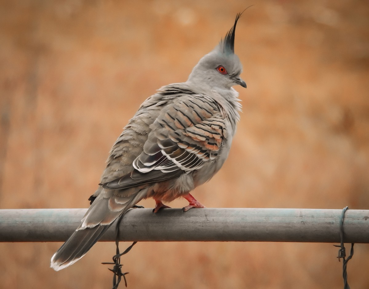 Crested Pigeon - ML609487241