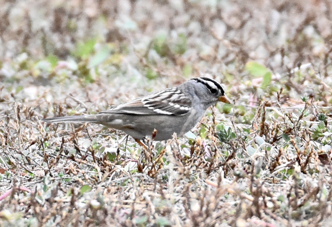 White-crowned Sparrow - ML609487405