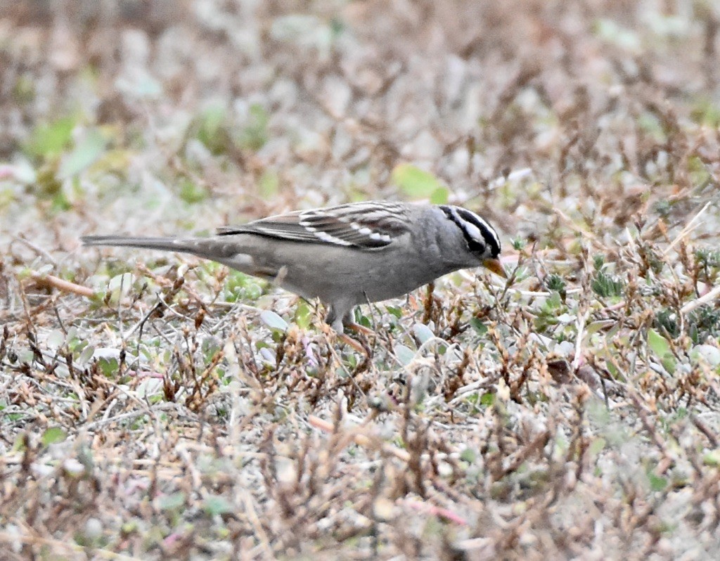 White-crowned Sparrow - ML609487406