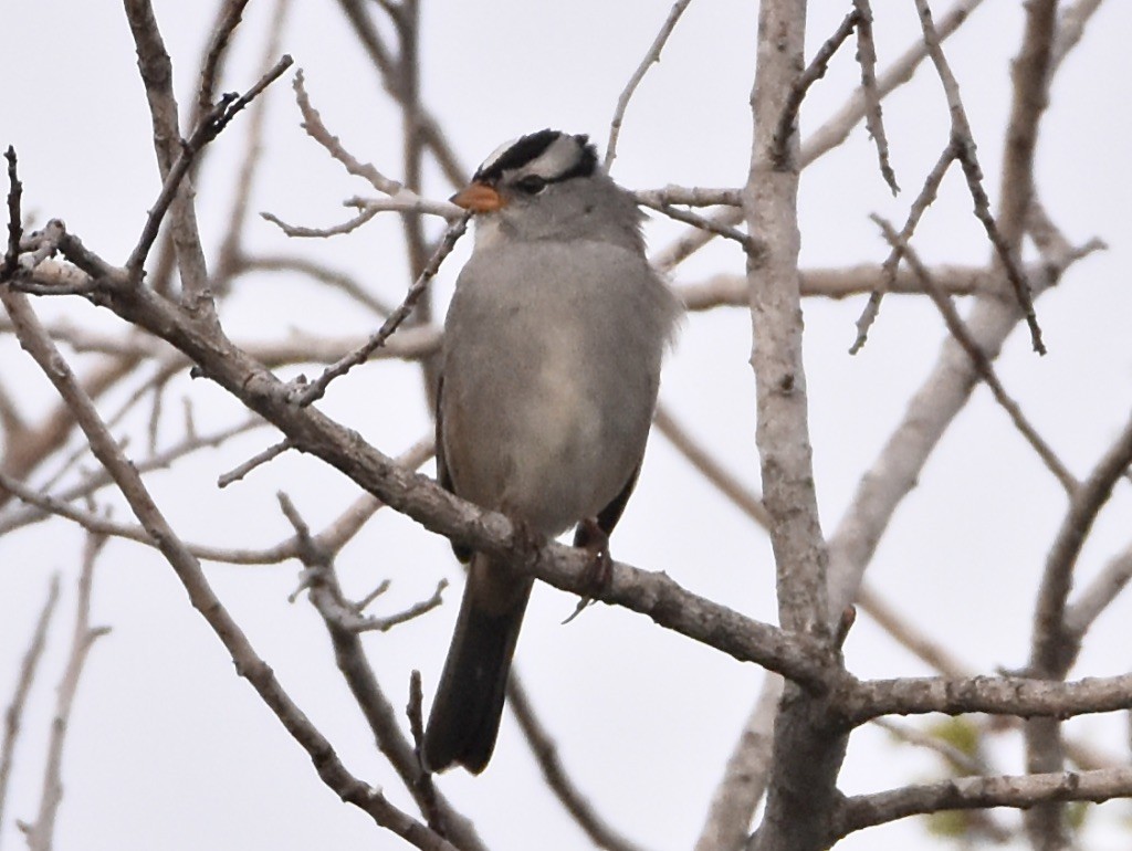 White-crowned Sparrow - ML609487408