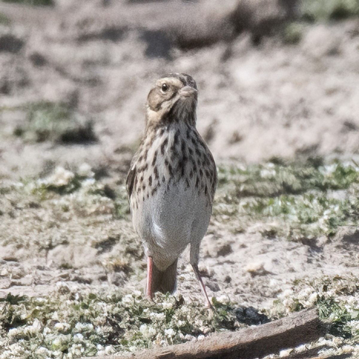Savannah Sparrow - ML609487936