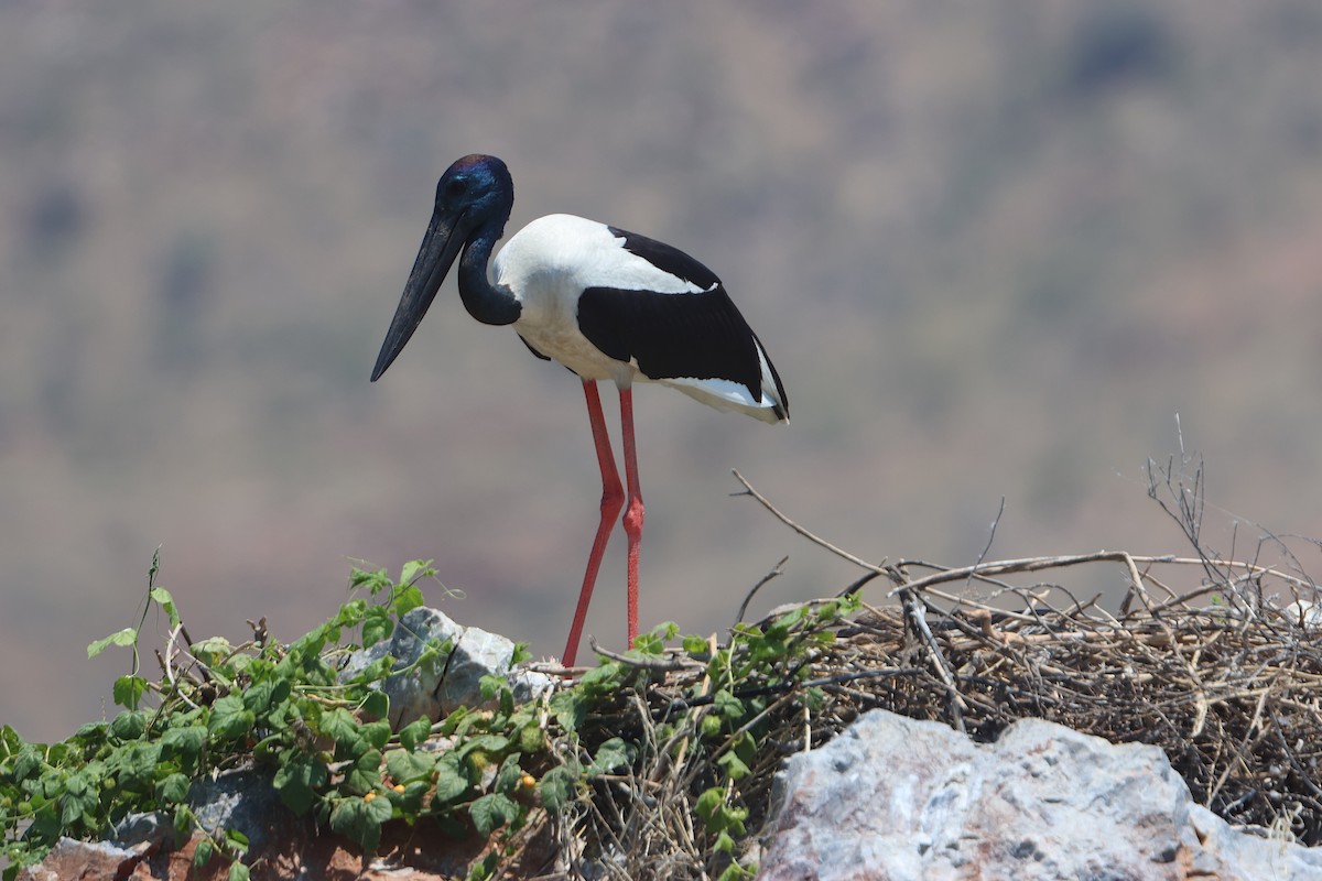 Black-necked Stork - ML609488128