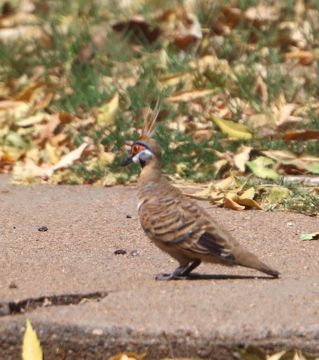 Spinifex Pigeon - ML609488240
