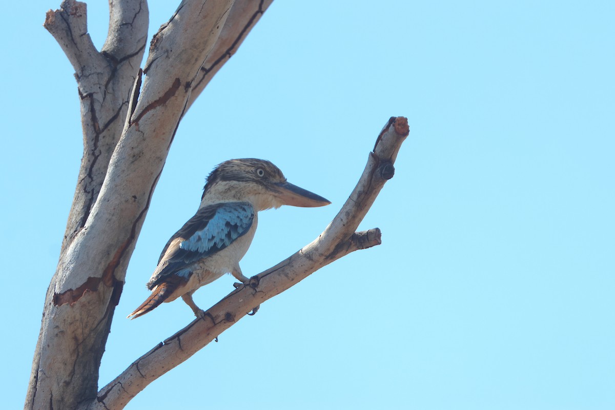 Blue-winged Kookaburra - ML609488247