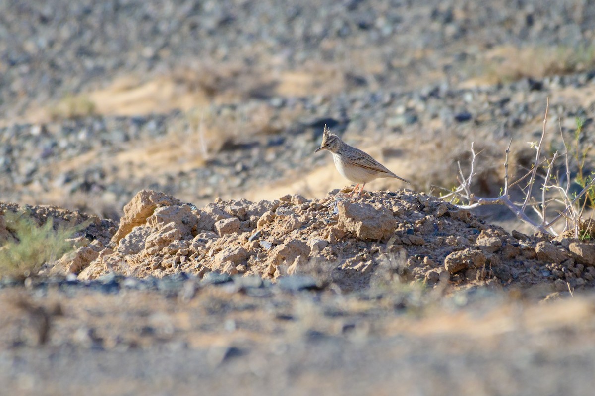 Crested Lark - ML609488267