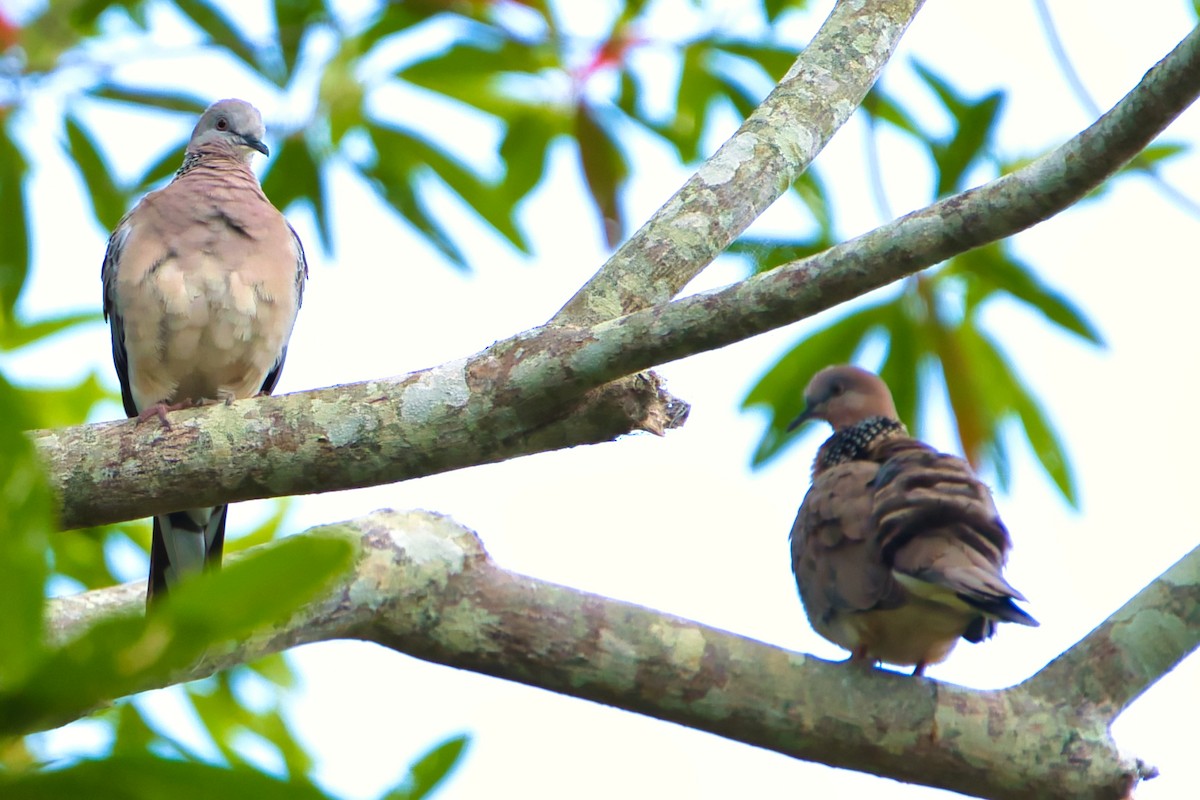 Spotted Dove - ML609488268