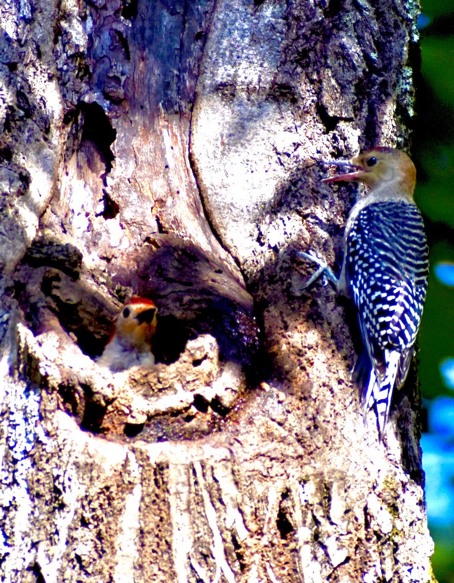 Red-bellied Woodpecker - ML609488269