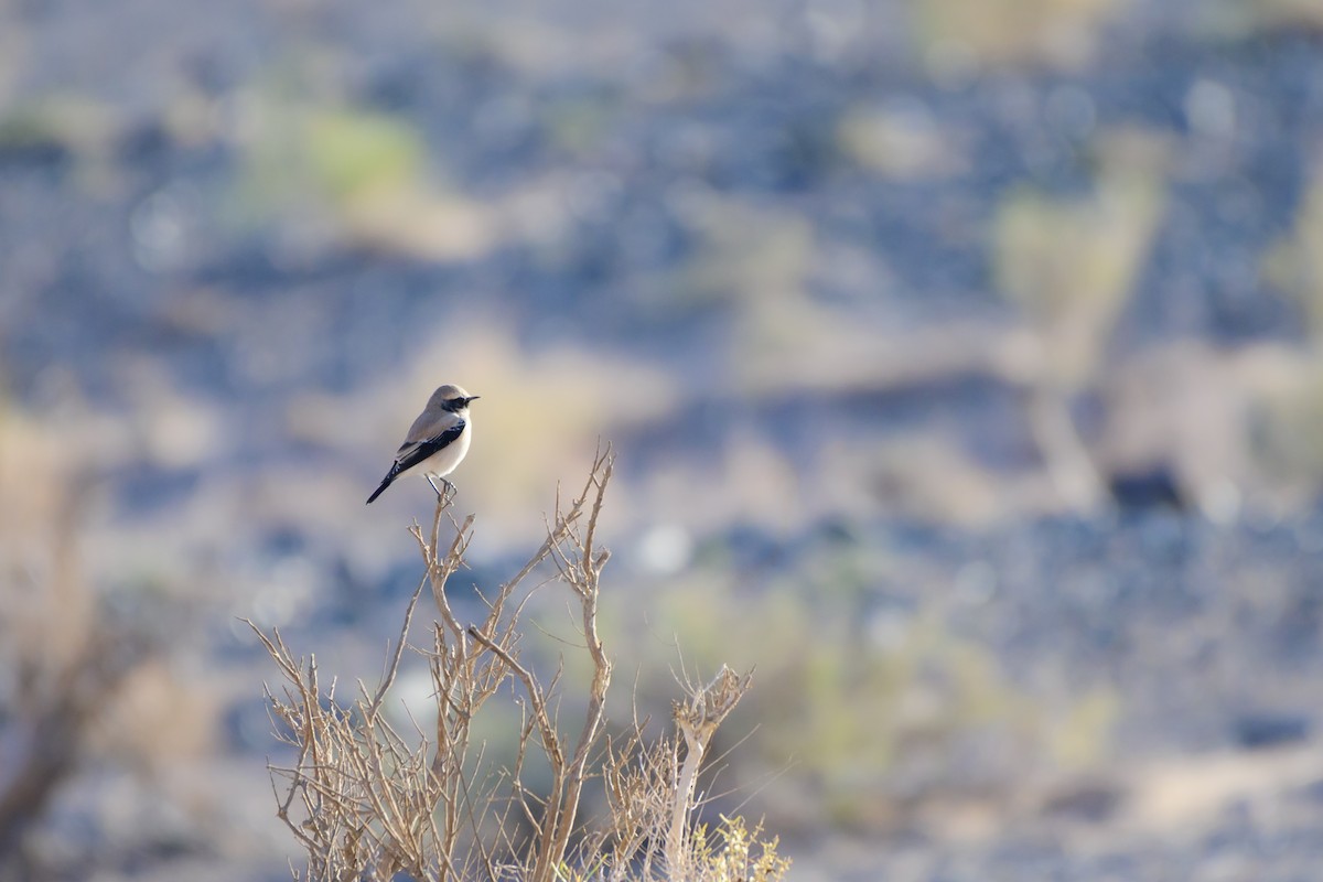 Desert Wheatear - ML609488272