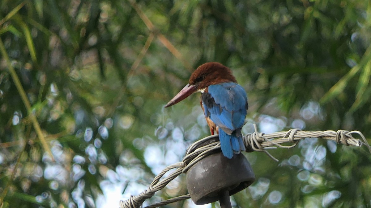 White-throated Kingfisher - Bijoy Venugopal