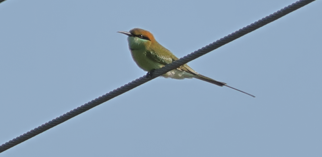 Asian Green Bee-eater - aditya sreeram