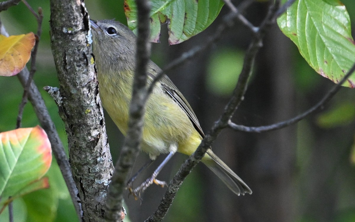 Orange-crowned Warbler - ML609488698