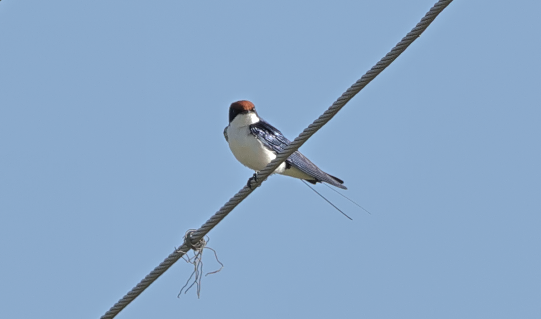 Wire-tailed Swallow - ML609488862