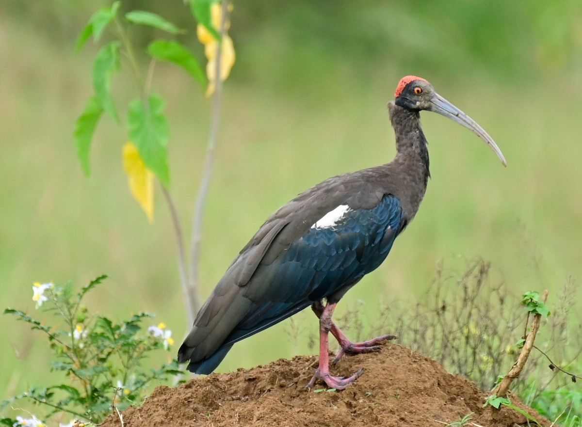 ibis bradavičnatý - ML609488863