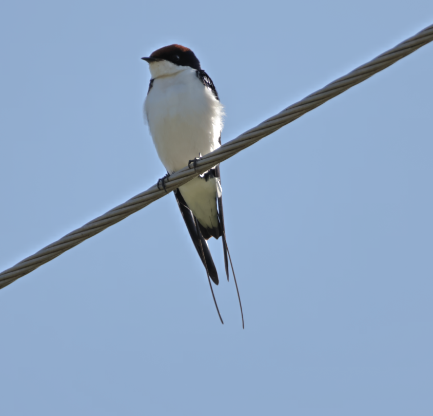 Wire-tailed Swallow - ML609488878