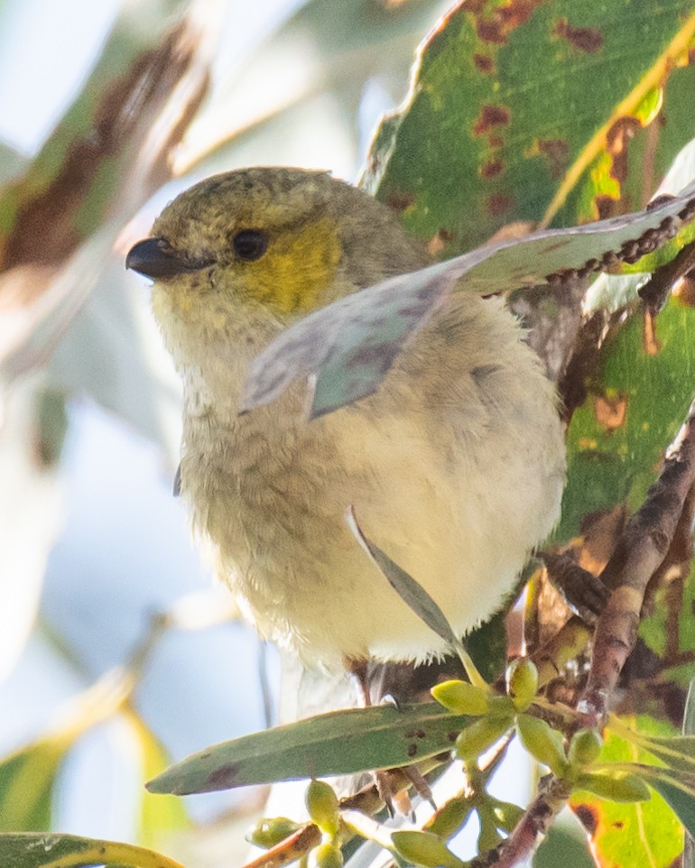 Pardalote de Tasmanie - ML609488902