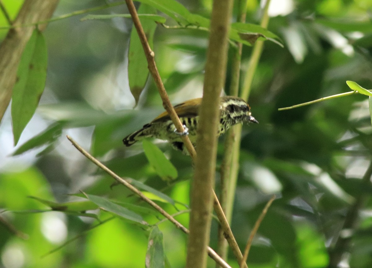 Speckled Piculet - ML609489029