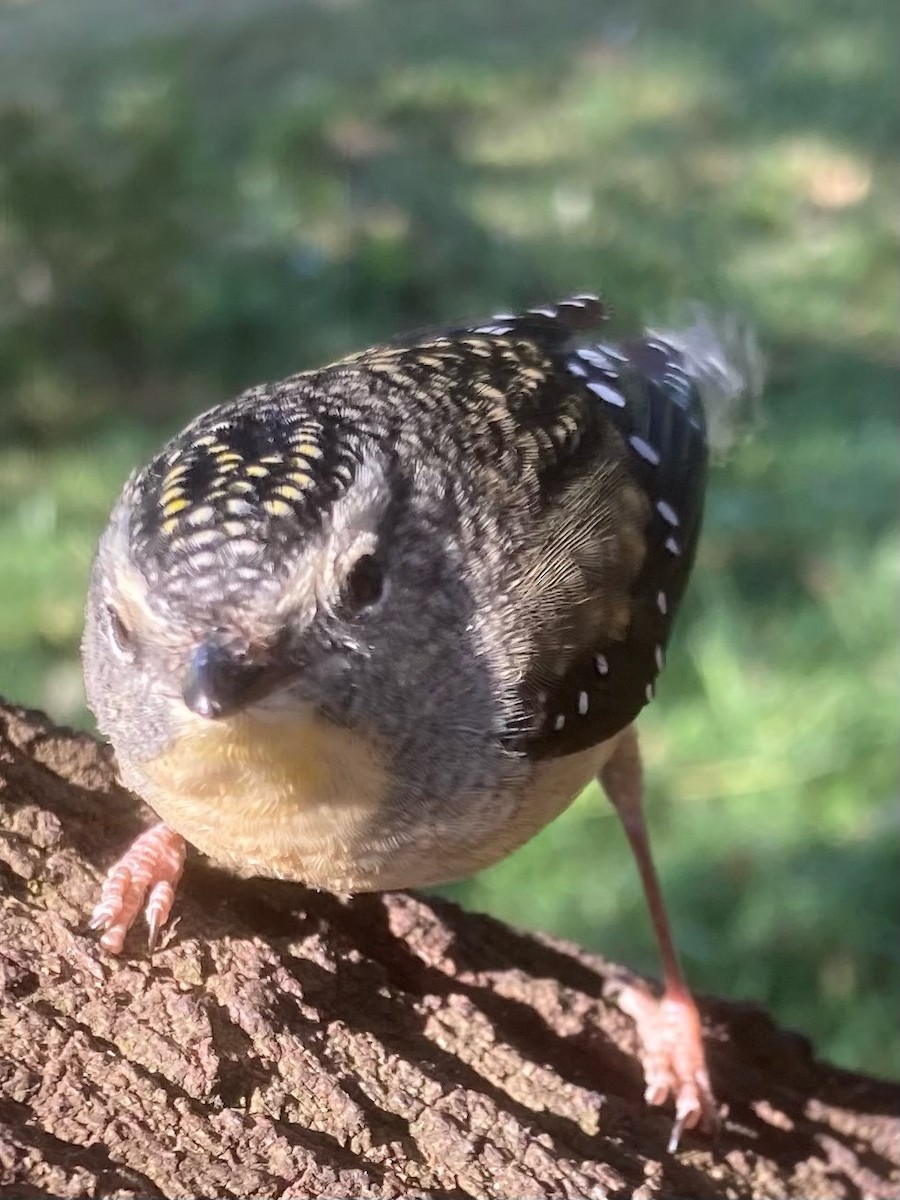 Spotted Pardalote (Spotted) - Geelong Field Naturalists Club Bird Group