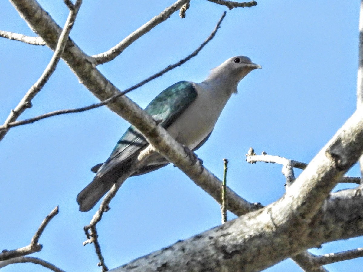 Green Imperial-Pigeon (Green) - ML609489055