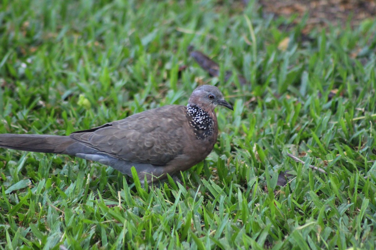 Spotted Dove - ML609489149