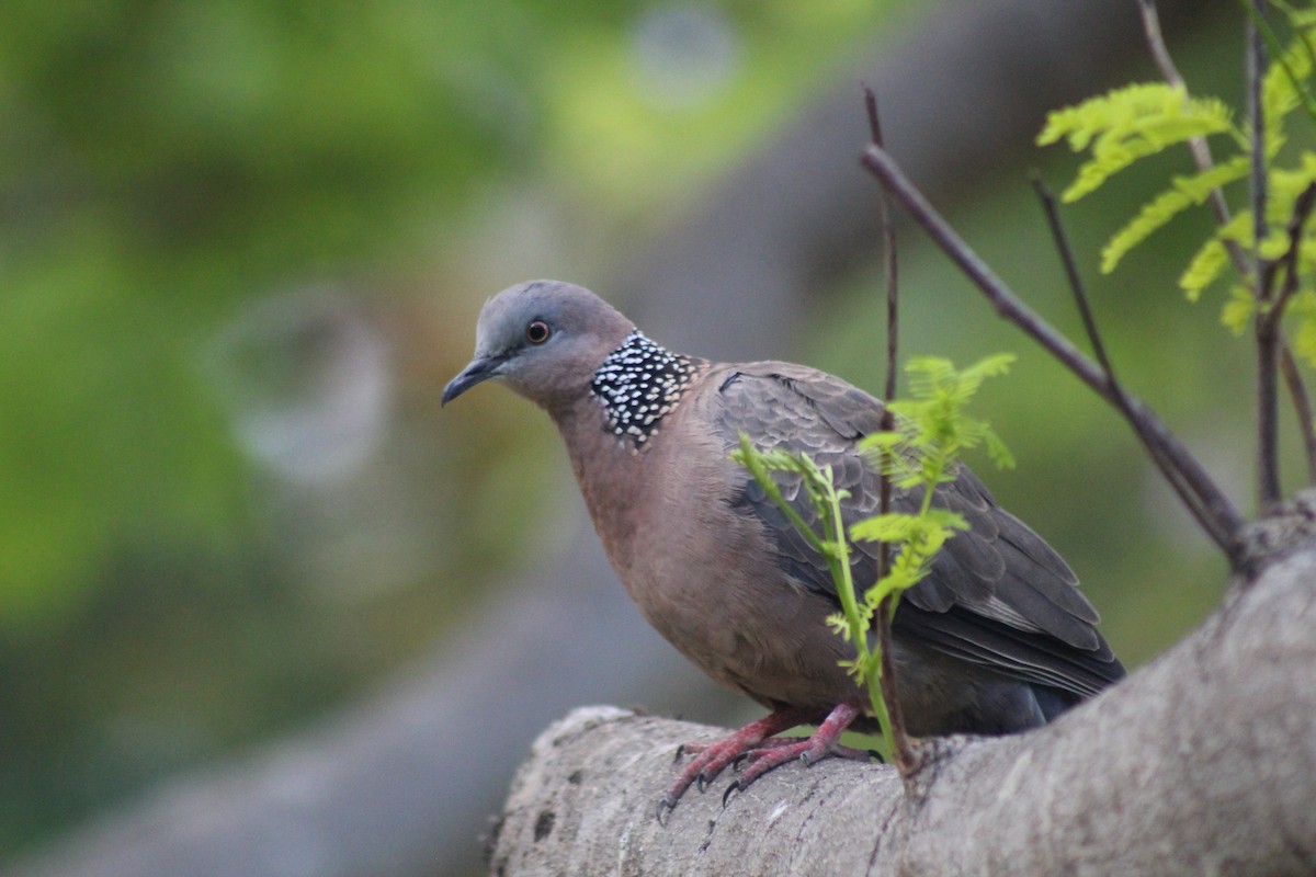 Spotted Dove - ML609489150