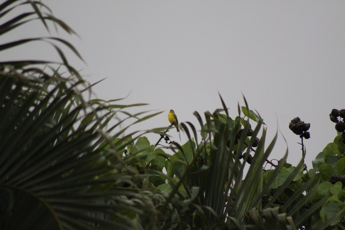 Yellow-fronted Canary - ML609489256