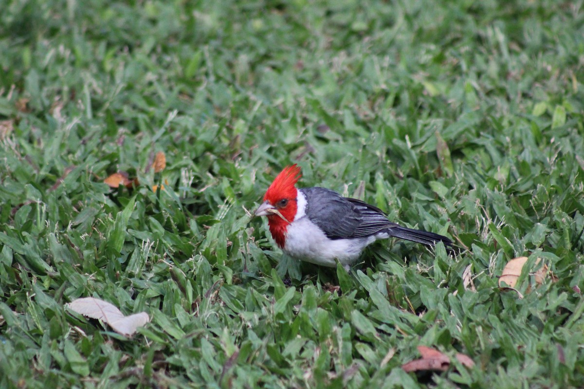 Red-crested Cardinal - ML609489267
