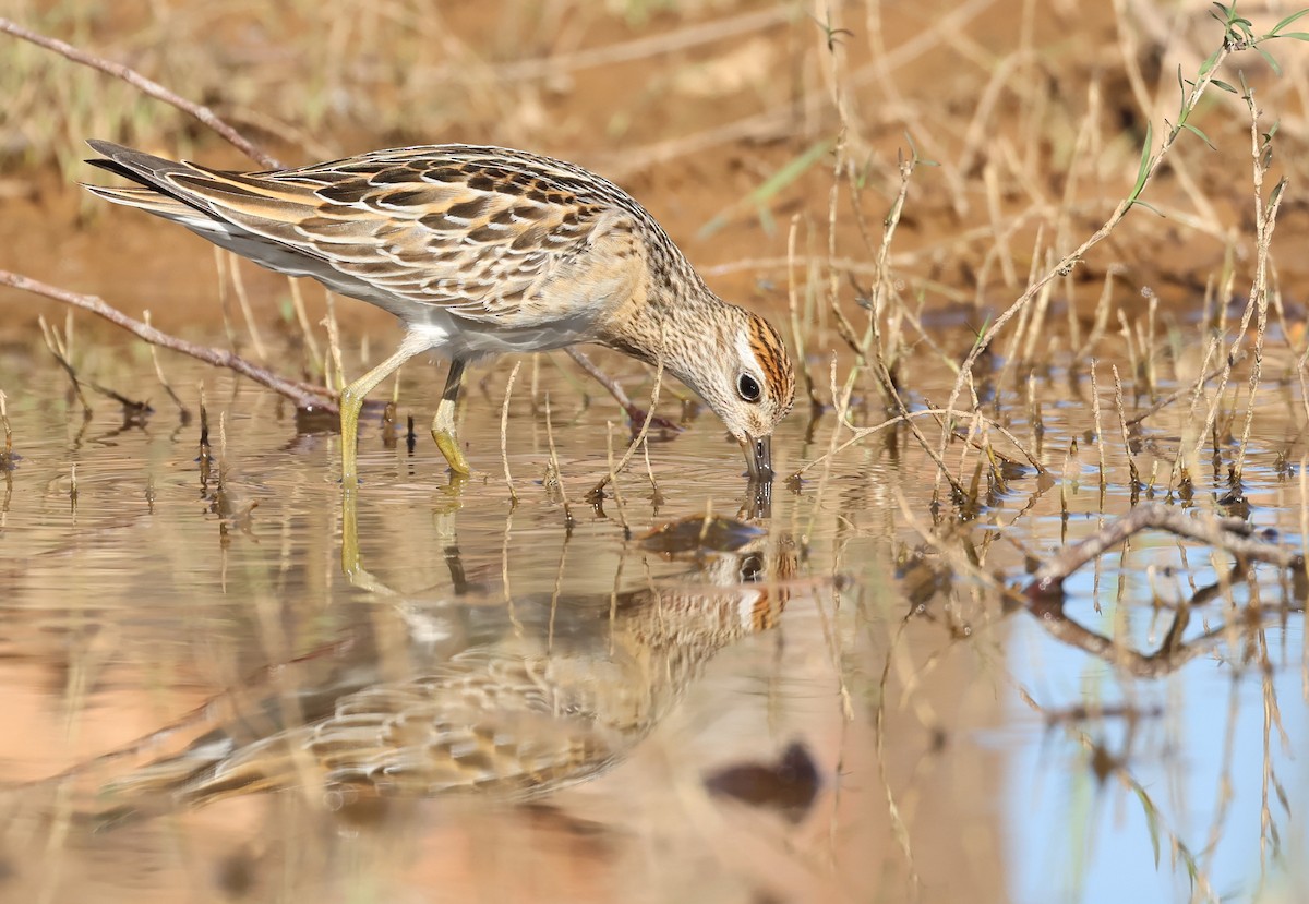 Sharp-tailed Sandpiper - Andy Gee