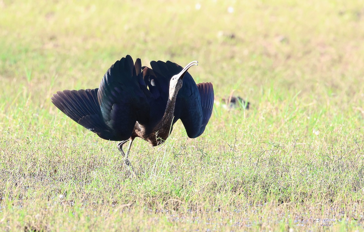 Glossy Ibis - Andy Gee