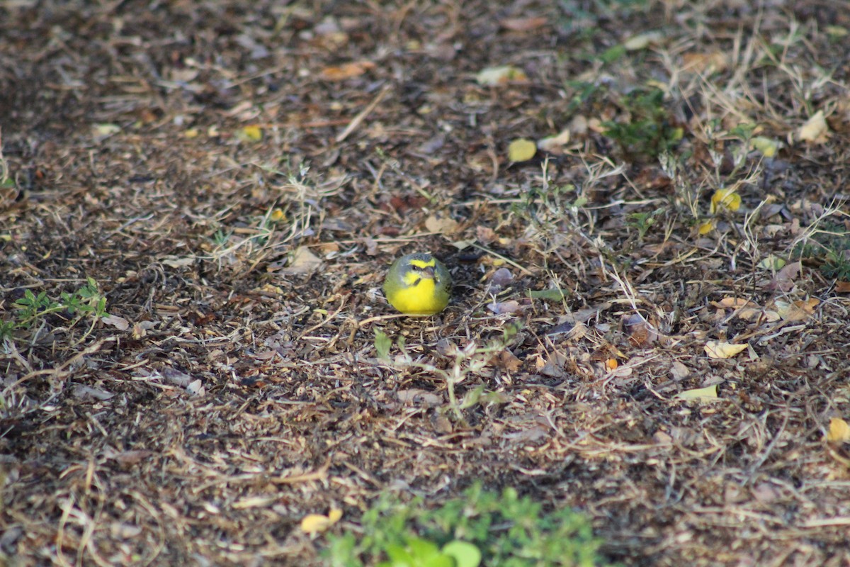 Yellow-fronted Canary - ML609489554