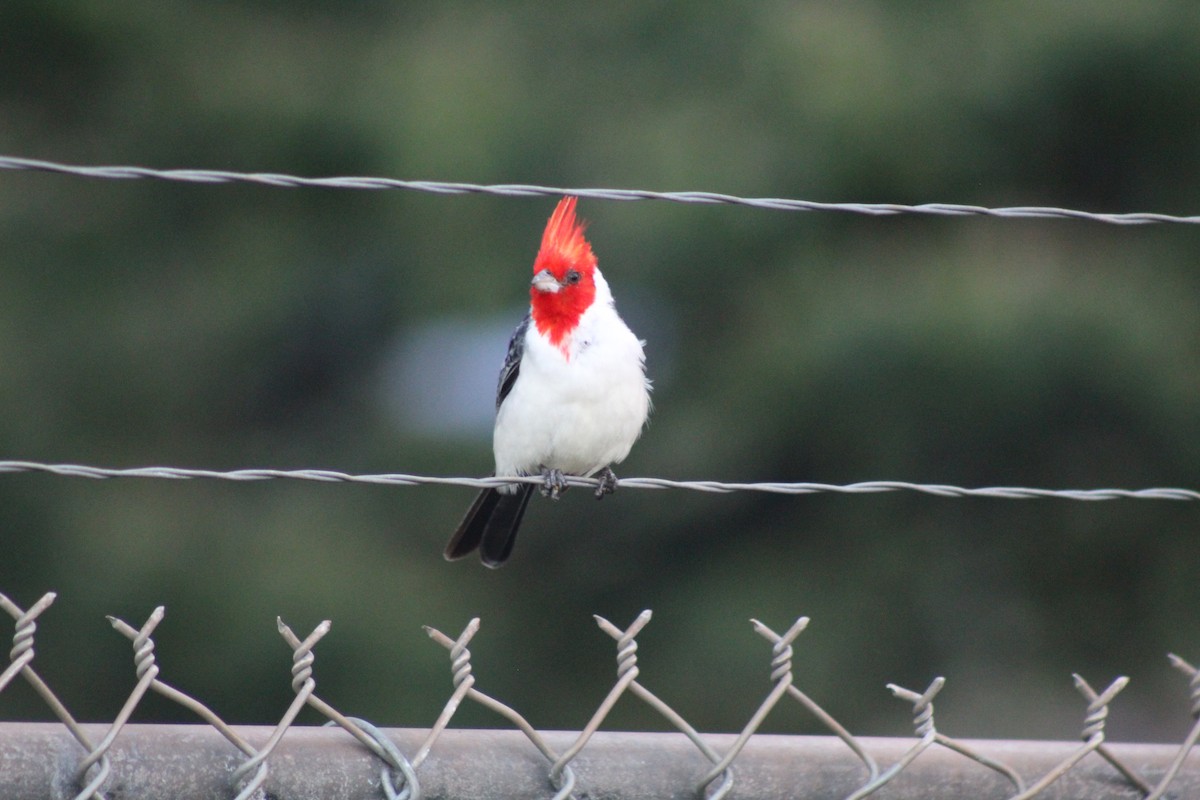 Red-crested Cardinal - ML609489555