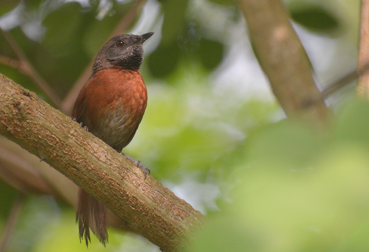Rufous-breasted Spinetail - ML609489799